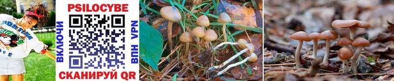 Псилоцибиновые грибы GOLDEN TEACHER  Купить закладки  Ужур 